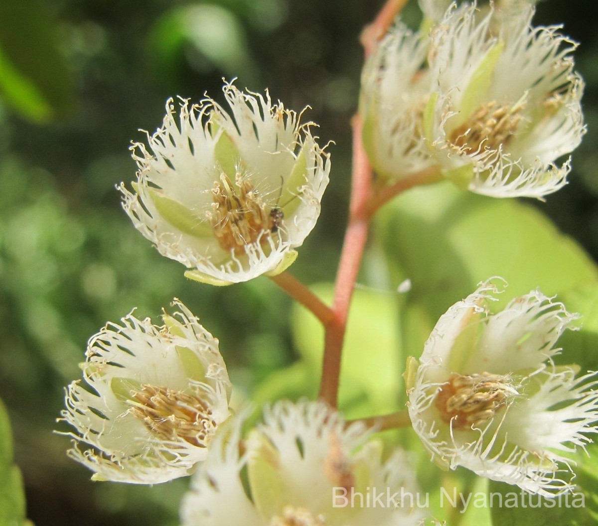 Elaeocarpus serratus L.